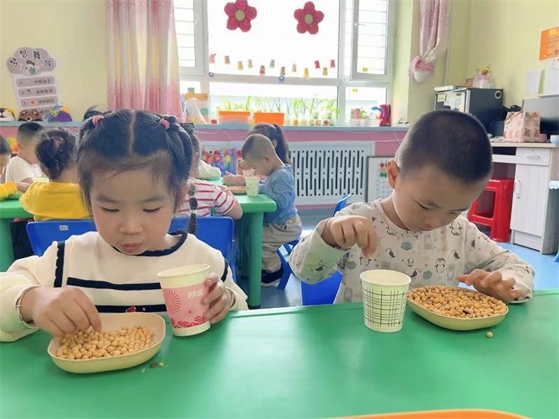 图片2：幼儿水培豆芽过程.jpg